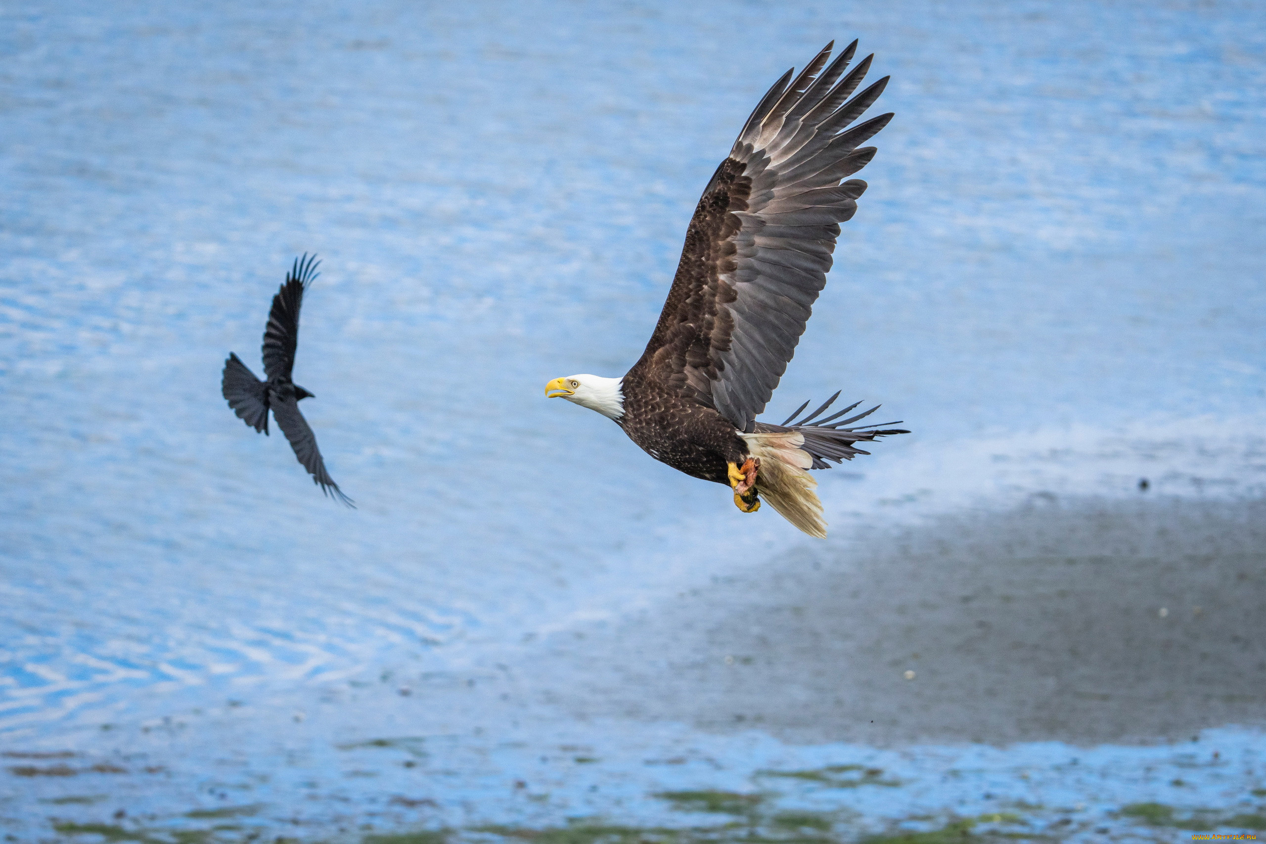 american bald eagle, ,  - , american, bald, eagle